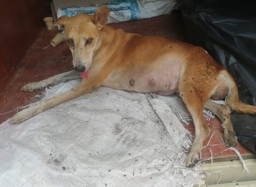 Shenzhi, a stray dog from Kalyan, became cancer free | कल्याणमधील भटकी कुत्री शेंझीं झाली कॅन्सरमुक्त