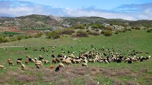 Troubled Shepherds Due to Deficit Degradation | चराई क्षेत्र कमी झाल्यामुळे मेंढपाळ अडचणीत 