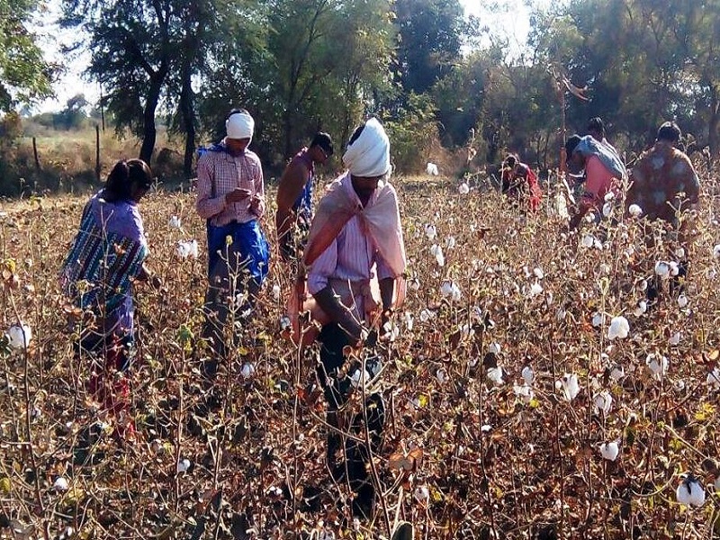 For the cotton harvest in Telangana, the labor of the Kinkhe taluka, keeping the work of Employment Guarantee Scheme and the transfer of migrants | तेलंगणात कापूस वेचणीसाठी किनवट तालुक्यातील मजूर, रोजगार हमी योजनेतील कामे रखडल्याने स्थलांतर  