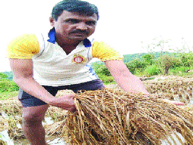 Rice loss due to return rains | परतीच्या पावसाने भातशेतीचे नुकसान