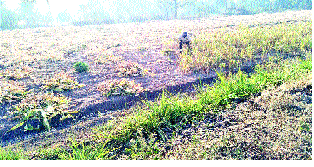 Kharif crops in Akkalkot taluka under water due to heavy rains; Ask Shiv Sena Chief Minister for help | सततच्या जोरदार पावसामुळे अक्कलकोट तालुक्यातील खरीप पिके पाण्याखाली