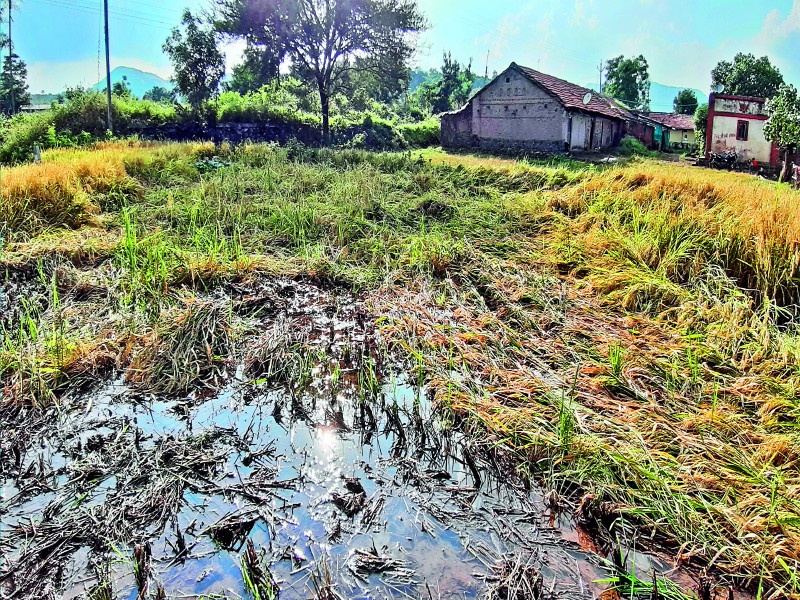 Extreme rainfall hits rice crops state with country | राज्यासह संपूर्ण देशात अवकाळी पावसाचा भातपिकाला मोठा फटका
