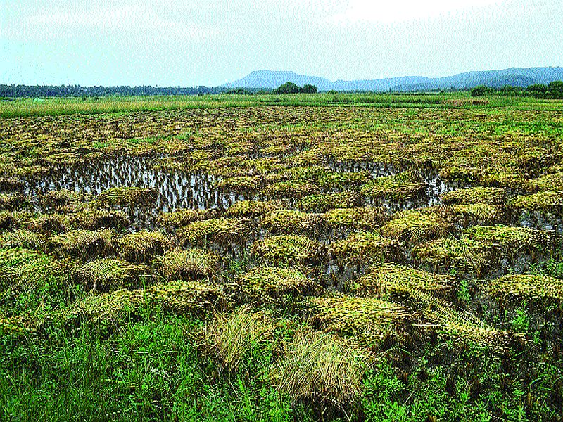 Rice loss due to rainfall | पावसामुळे भातशेतीचे नुकसान