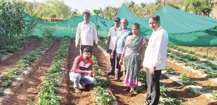 Strawberry farming plant in the Konkan blooms | कोकणात फुलू लागला स्ट्रॉबेरी शेतीचा मळा
