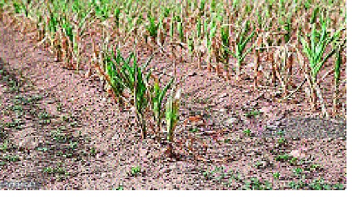 Agriculture sector declined in Miraj taluka: - Mistakes allocated water for M / S irrigation scheme | मिरज तालुक्यात कृषी क्षेत्र घटले :- म्हैसाळ सिंचन योजनेच्या पाण्याचे चुकीचे वाटप
