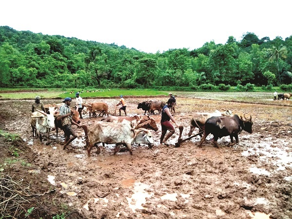 The affected farmers are still waiting for help | नुकसानग्रस्त शेतकरी अद्यापही मदतीच्या प्रतीक्षेत