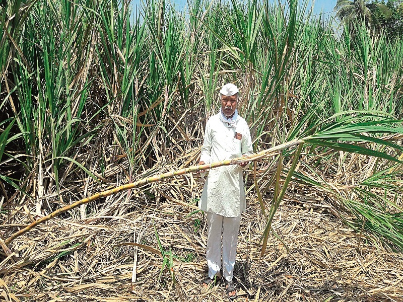 Scientist from Bhanshivare farmer sugarcane farming | भानसहिवरे येथील शेतकरी उसाच्या शेतीतून बनला शास्त्रज्ञ