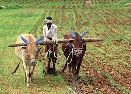 Do not make any compulsory recovery from the farmers of Solapur district: Collector | सोलापूर जिल्ह्यातील शेतकºयांकडून कोणत्याच प्रकारची सक्तीची वसुली करू नका : जिल्हाधिकारी