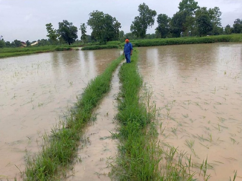 paddy destroyed due to heavy rain, farmers facing lakhs of crop loss | साहेब, बदाबदा पावसानं आता धान सडू लागले हो.. शेतकऱ्यांचा टाहो