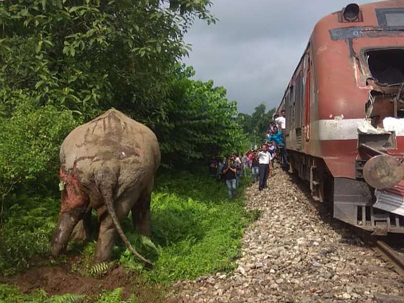 Rumors about the elephant hit the train, learn the viral truth of sindhudurga railway | हत्तीला रेल्वेची धडक बसल्याची अफवा, जाणून घ्या व्हायरल सत्य