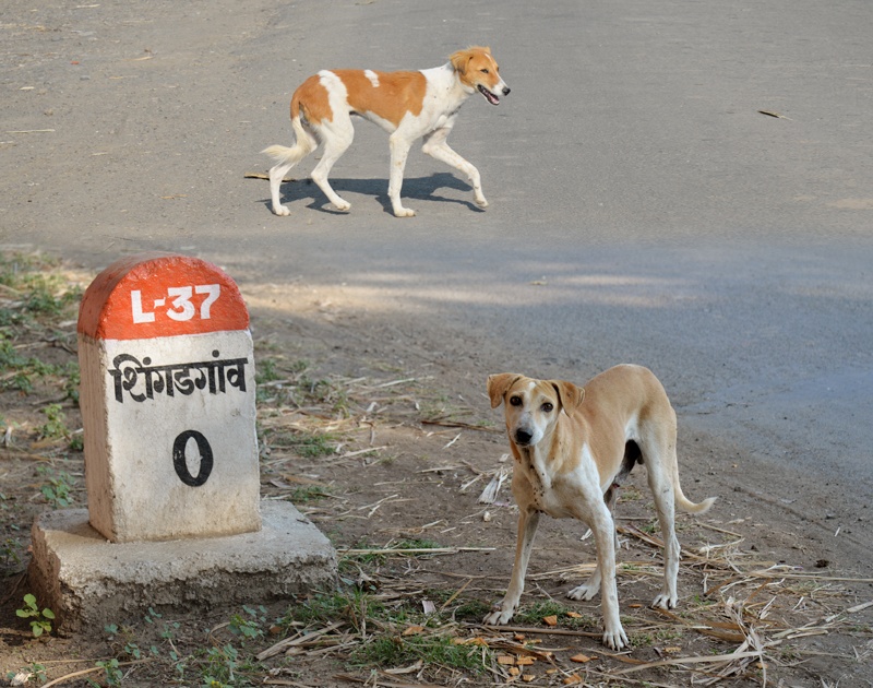 Shingguagan did 9 7 dogs 'family planning' | शिंगडगावानं केलं ९७ कुत्र्यांचं ‘फॅमिली प्लॅनिंग’
