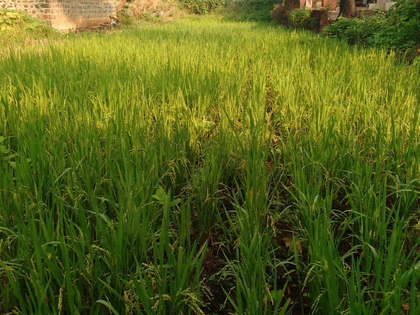 Rice should be harvested by the rains in Shirala taluka | शिराळा तालुक्यात अवकाळी पावसाने भात पिकास खोडवे