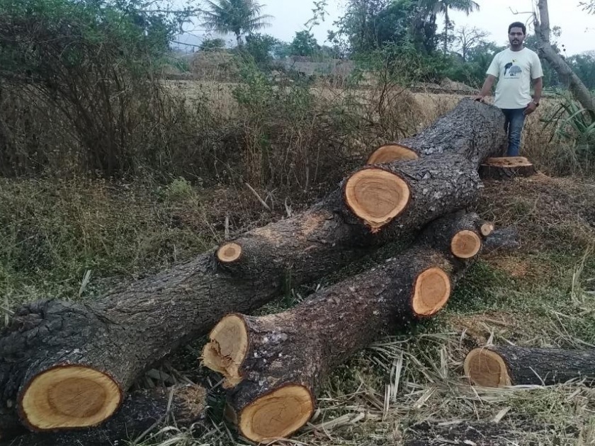 Large scale tree felling in Shirala taluka on the pretext of monkeys | शेतीच्या बांधावरील वृक्षतोड थांबवा, वानरांच्या त्रासाला कंटाळून वृक्षतोड