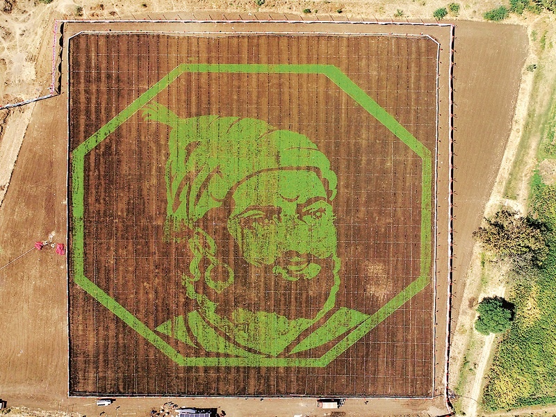 Shivaji maharaj's two-and-a-half-lakcs-square-foot green image with the help of grass | निलंग्यात अळीव गवताच्या सहाय्याने साकारली शिवरायांची अडीच लाख चौरस फुटी हरित प्रतिमा