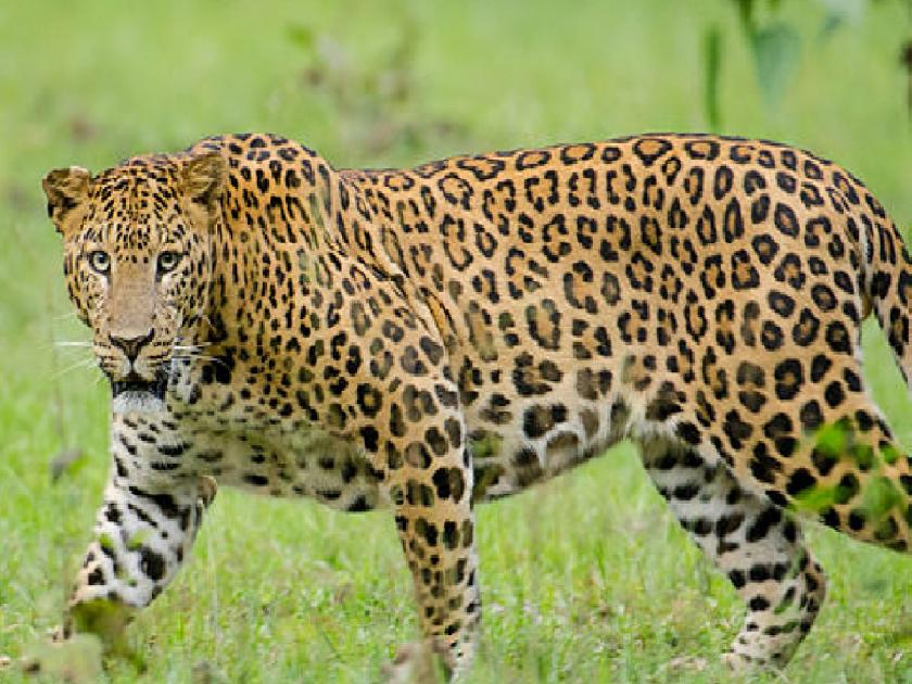 Leopard hunted Redku in Shiye village of Kolhapur | Kolhapur- शियेत बिबटयाने केली रेडकाची शिकार, पंधरा दिवसात चौथी घटना; ग्रामस्थांमध्ये भीतीचे वातावरण 
