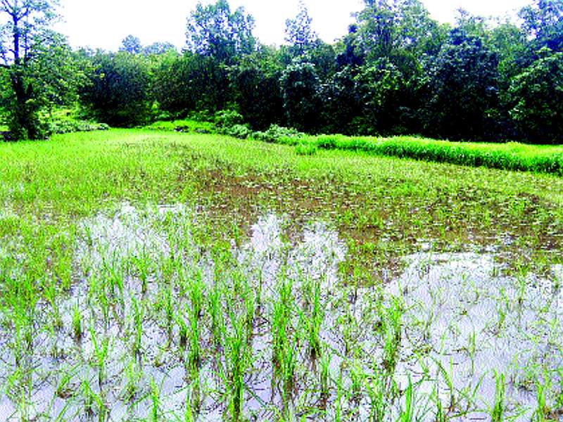 Agriculture in the Shahapur taluka has gone under water | शहापूर तालुक्यातील शेती गेली पाण्यात