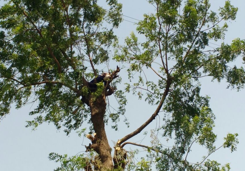 Due to electric shock labour death at village in akola | झाडाची फांदी तोडताना विद्युत शॉक लागून शेतमजूराचा मृत्यू