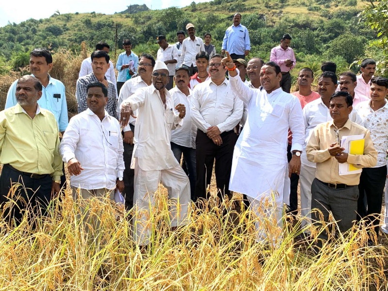 Inspection by Shrirang Barne of damaged rice farming due to rainfall in Maval area | मावळ परिसरातील अतिवृष्टीमुळे नुकसान झालेल्या शेतीची खासदार श्रीरंग बारणेंकडून पाहणी