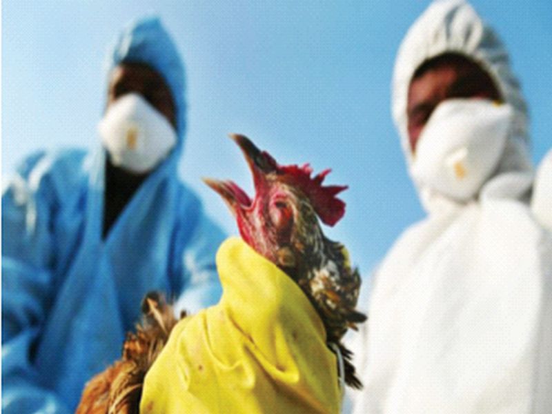 Bird Flu: Outbreak of Bird Flu in Palghar District | Bird Flu: पालघर जिल्ह्यात ‘बर्ड फ्लू’चा शिरकाव; एक किमी अंतरातील कोंबड्या-अंडी करणार नष्ट