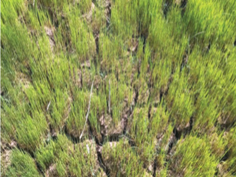 Due to insufficient water supply of Surya canal, paddy was planted | सूर्या कालव्याच्या अपुऱ्या पाणीपुरवठ्यामुळे भातरोपे करपली; पेठ परिसरातील भातलावणीही खोळंबल्या