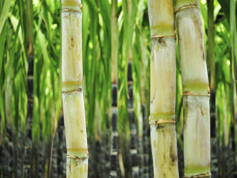 Why waste the sugarcane of the city? | नगरच्या उसाचा गोडवा का हरपला?