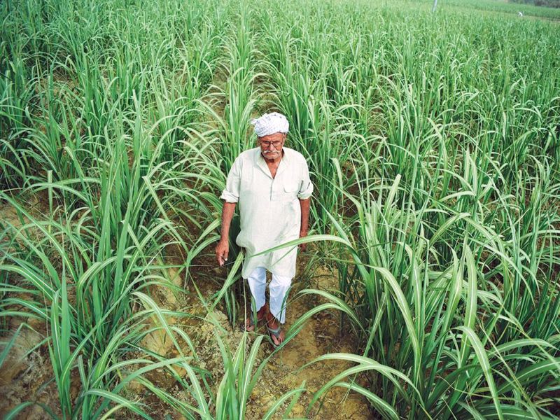 Sugarcane demand for animal feed increased | जनावरांच्या चार्‍यासाठी ऊसाला मागणी वाढली