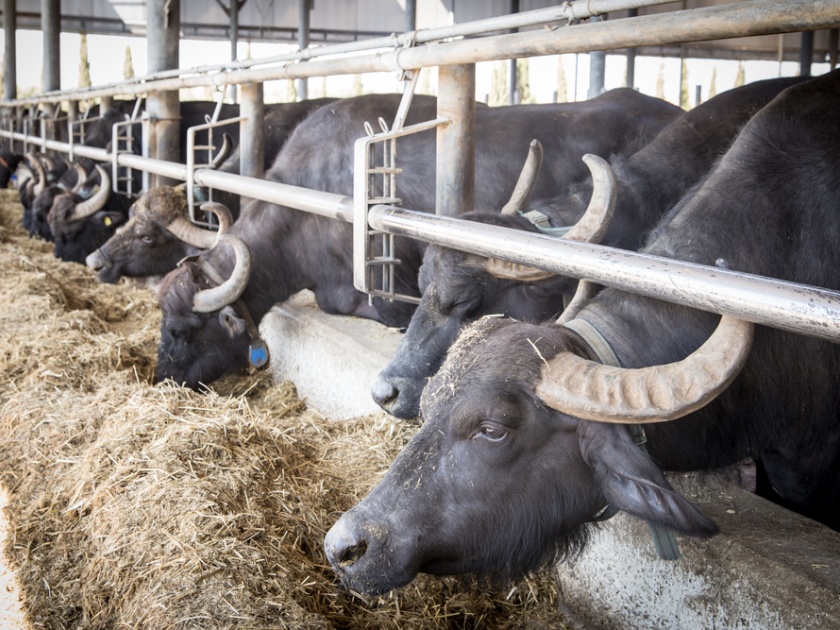Dairy business loss in rural areas | ग्रामीण भागातील दुग्ध व्यवसाय धोक्यात