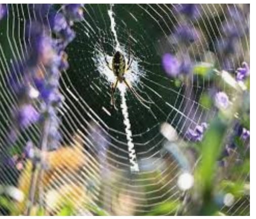 Spider museum in dark: Dr. After Wankhede's research, construction was planned in Chikhaldara | कोळी पार्कच्या प्रस्तावालाच कोळिष्टके : डॉ. वानखेडेंच्या संशोधनानंतर चिखलदरामध्ये होते उभारणीचे नियोजन