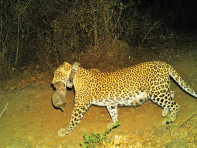 Leopards' floor straight up to Tungareshwar; The roads were easily crossed ghodbandar Road | बिबट्यांची मजल थेट तुंगारेश्वरपर्यंत; घोडबंदरसारखे रस्ते सहज पार केले