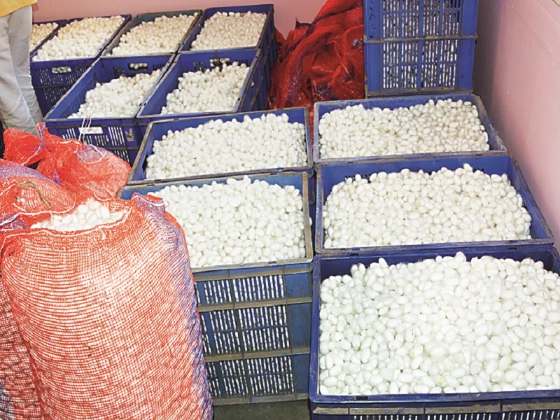 Farmers of Jalna have got a Silk cocoon market | जालन्यातील शेतकऱ्यांना रेशीम कोष बाजारपेठ ठरली वरदान