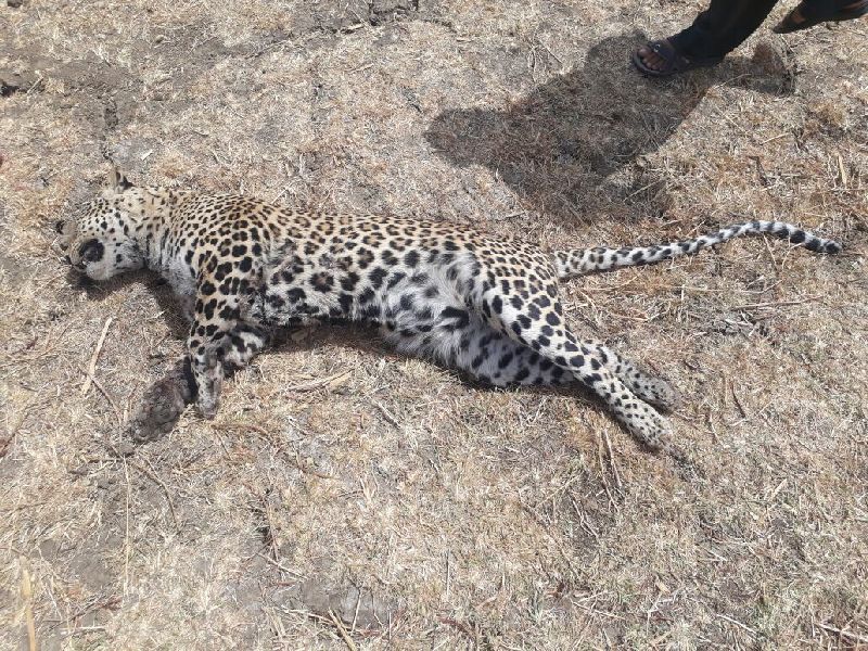 Death of leopard without food, found dead in the hills of Sirsa | अन्न पाण्याविना बिबट्याचा मृत्यू, सिरसाळ्याच्या डोंगरात आढळले मृतदेह