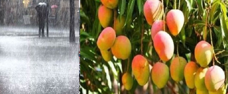Mango and cashew crops will be affected by unseasonal rains in Sindhudurg district | हिवाळ्यात पावसाळा; सिंधुदुर्गला झोडपले, आंबा, काजू पिकांना फटका