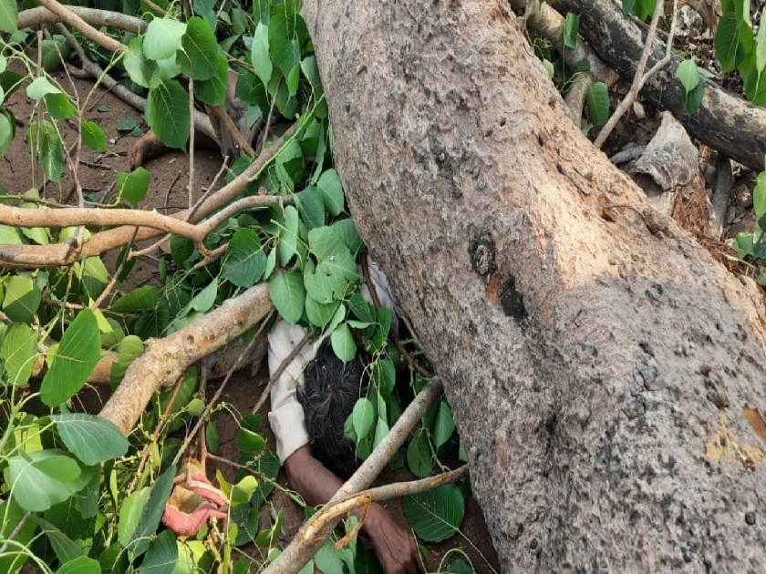 One dies after falling from Pimpal tree branch in Kharepatan | पिंपळाच्या झाडाची फांदी अंगावर पडून एकाचा दुर्दैवी मृत्यू, खारेपाटण येथील घटना