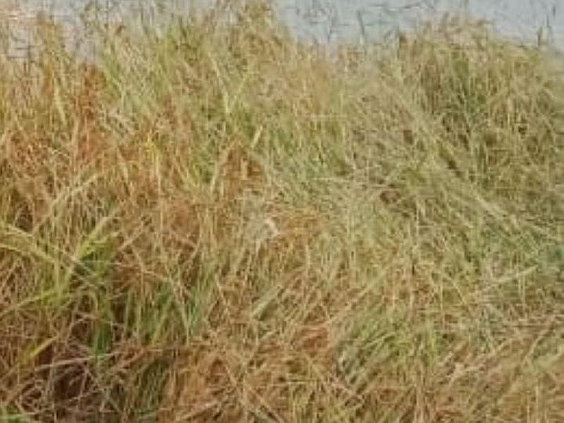 heavy rain hits crops in sindhudurg | शेतकरी चिंतेत; सिंधुदुर्गात मुसळधार पावसामुळे भातशेती जमीनदोस्त