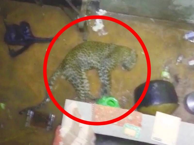 Sindhudurag : Three injured in leopard attack and leopard also died | बिबट्याच्या हल्ल्यात 3 गंभीर जखमी, जेरबंद करताना बिबट्याचाही मृत्यू 