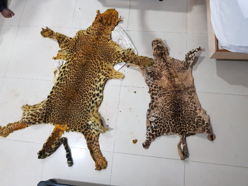 leopard skin seized in sindhudurg | बिबट्याच्या कातड्याची विक्री करणारे आठ जण ताब्यात, १९ लाखांचा मुद्देमाल जप्त