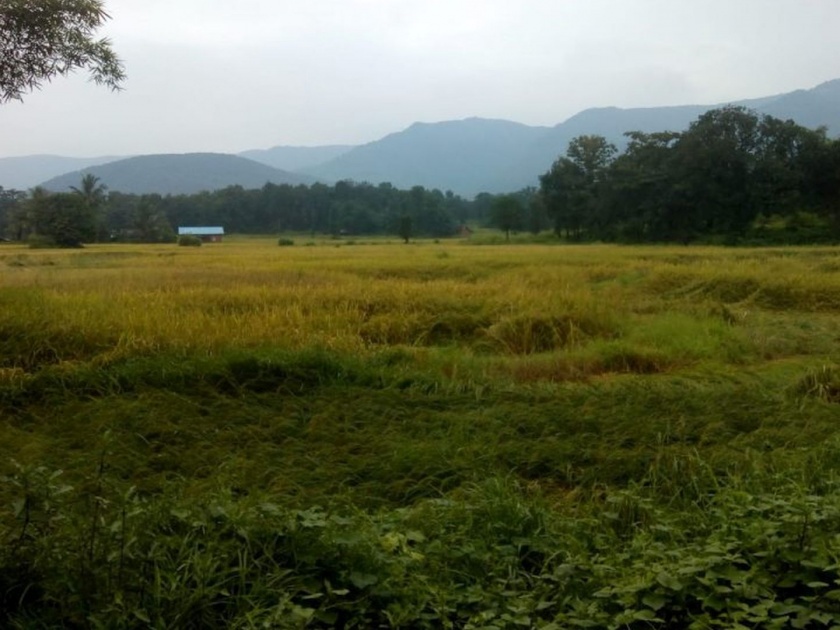 heavy rainfall damage rice crops in sindhudurg | परतीच्या पावसानं दाणादाण; सिंधुदुर्गात भातपिकाचं नुकसान
