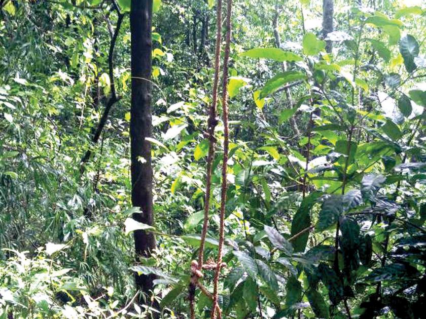Sindhudurg: Death after Omkare's death ?, suspicion from relatives | सिंधुदुर्ग : ओंकारच्या मृत्यूमागे घातपात?, नातेवाईकांकडून संशय
