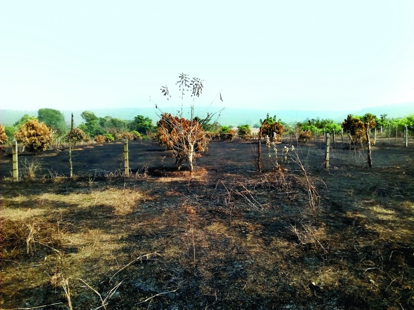 Fire in Hundale-Khambad in Devgad taluka | देवगड तालुक्यातील हिंदळे-खांबड येथील बागायतीला आग
