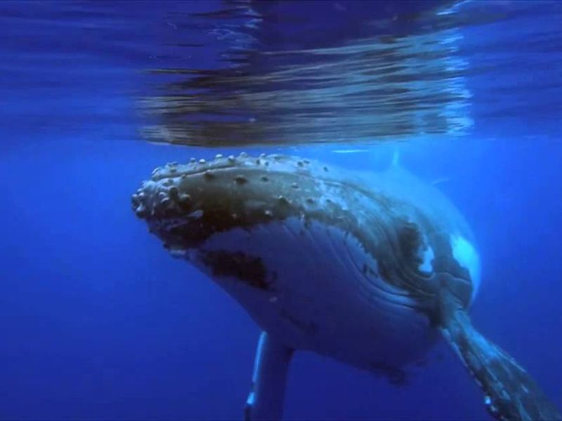 Humpback Whales Stop Singing When Ships are Nearby: Study | व्हेल मासेही गातात गाणी, १०० पेक्षा जास्त गाणी रेकॉर्ड!