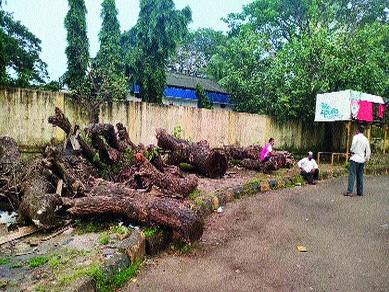 The trees that collapsed in the storm are still on the road | वादळात कोसळलेले वृक्ष अद्याप रस्त्यावरच असल्याने अपघात होण्याची भीती