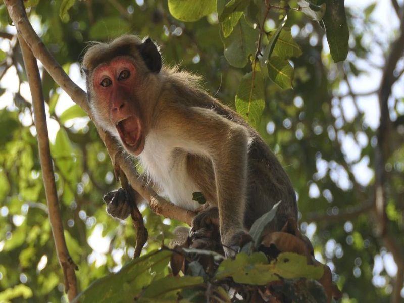 Does anyone give a monkey ?; Researchers engaged in vaccine research lack the perception of monkeys | कुणी माकडं देता का?; कोरोनाच्या लसी विकसित करण्यासाठी संशोधकांना जाणवतोय तुटवडा