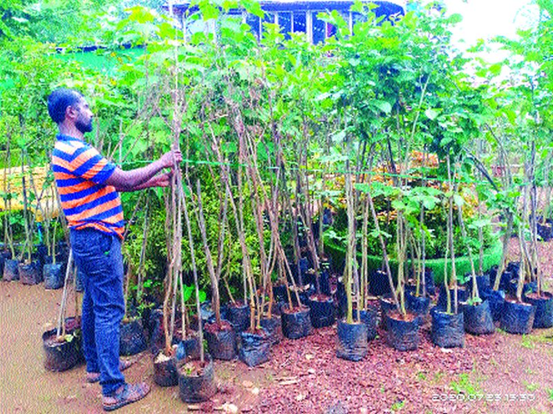 The need for tree planting in Matheran; Old trees were uprooted | माथेरानमध्ये वृक्षलागवडीची आवश्यकता; जुनी झाडे उन्मळून पडली