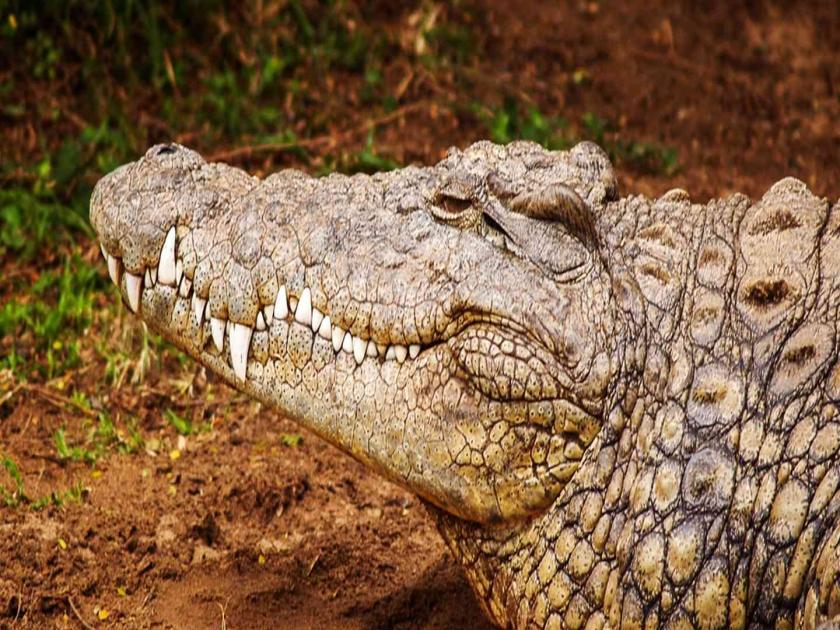 Mother's brutal murder, body of a missing two-year-old boy was found inside an alligator's mouth in Florida | आईची क्रूर हत्या, चिमुरड्याचा मृतदेह मगरीच्या जबड्यात; अंगावर शहारे आणणारी घटना