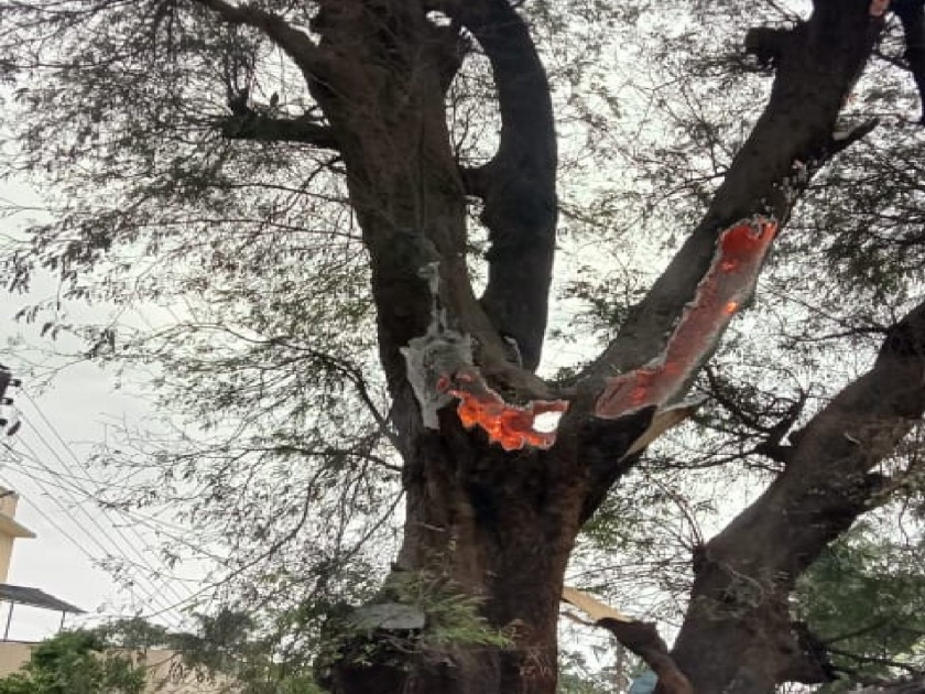 A 150-year-old strange tamarind tree burning for two days even in torrential rains | मुसळधार पावसातही दोन दिवसांपासून जळणारे १५० वर्ष जुनं अजब चिंचेचे झाड