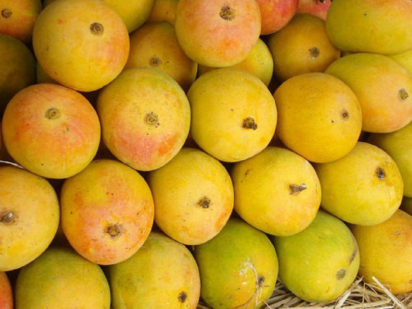Due to Coronavirus obstructs mango waiting abroad; Exports fall by 40 per cent | Coronavirus: कोरोनाने अडवली आंब्याची परदेशातील वाट; निर्यातीत ४० टक्क्यांची घट
