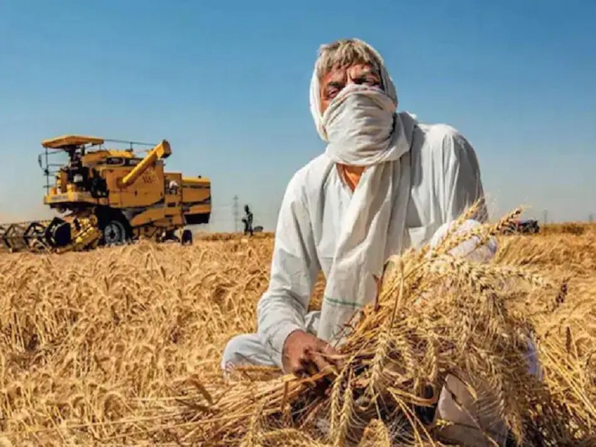 Wheat ban: Government bans wheat exports; Know what will be the effect on farmers? | Wheat ban: गहू निर्यातीवर सरकारनं घातली बंदी; जाणून घ्या शेतकऱ्यांवर काय परिणाम होणार?
