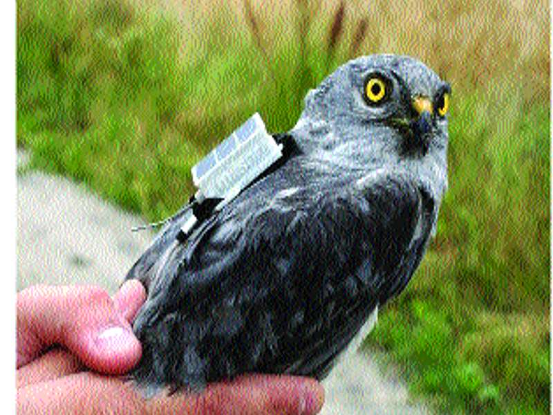 GPS ',' GSM 'tags on birds for migration studies | स्थलांतराच्या अभ्यासासाठी पक्ष्यांवर ‘जीपीएस’, ‘जीएसएम’ टॅग