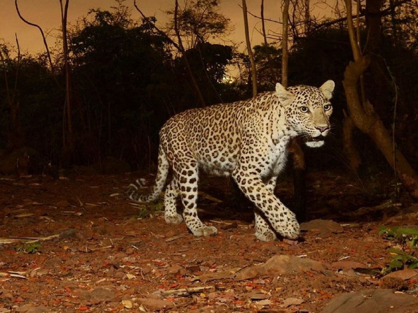 Video: Leopard terror again in New Dindoshi Mhada colony in Goregoan | Video: न्यू दिंडोशी म्हाडा वसाहतीत पुन्हा बिबट्याची दहशत; नागरिकांमध्ये पसरली घबराट