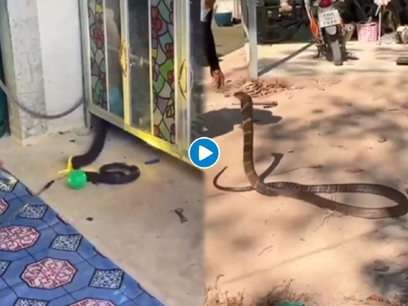 Video: Found 10-ft-long king cobra out of a family’s kitchen in Thailand | Video: अबब! घरात १० फूटाचा किंग कोब्रा घुसला, बघणाऱ्यांना घाम फुटला, मग...